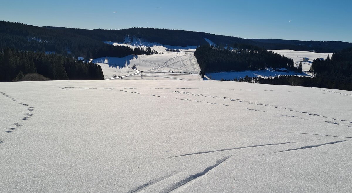 Der Schwarzwald
